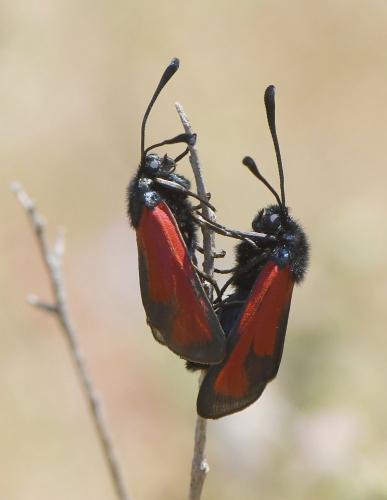 Réf. 233 905 : Zygaena erythrus